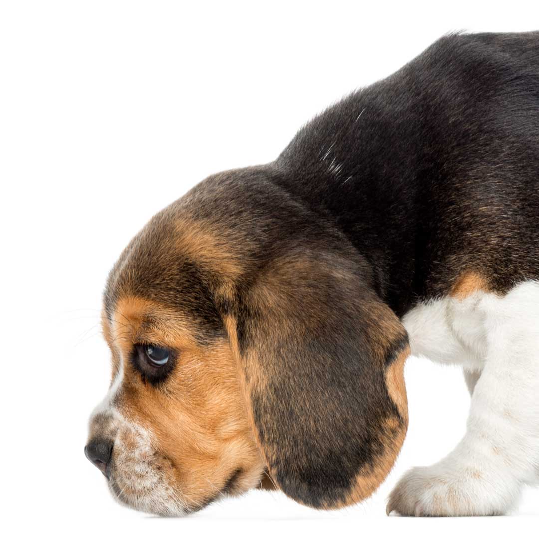 beagle puppy